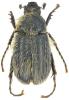 Hymenoplia rugulosa